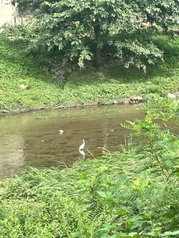 이피피주 이미지