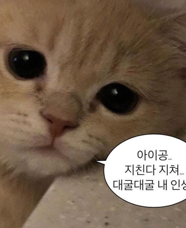 조쉬망고 이미지
