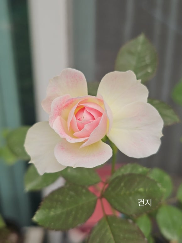 피오니플랜트 이미지