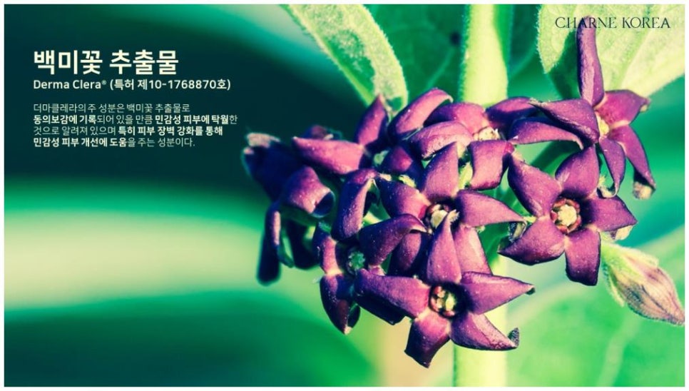 샤르네 이미지