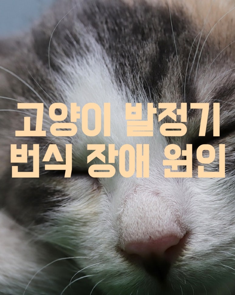 고양이 발정기와 번식장애 원인