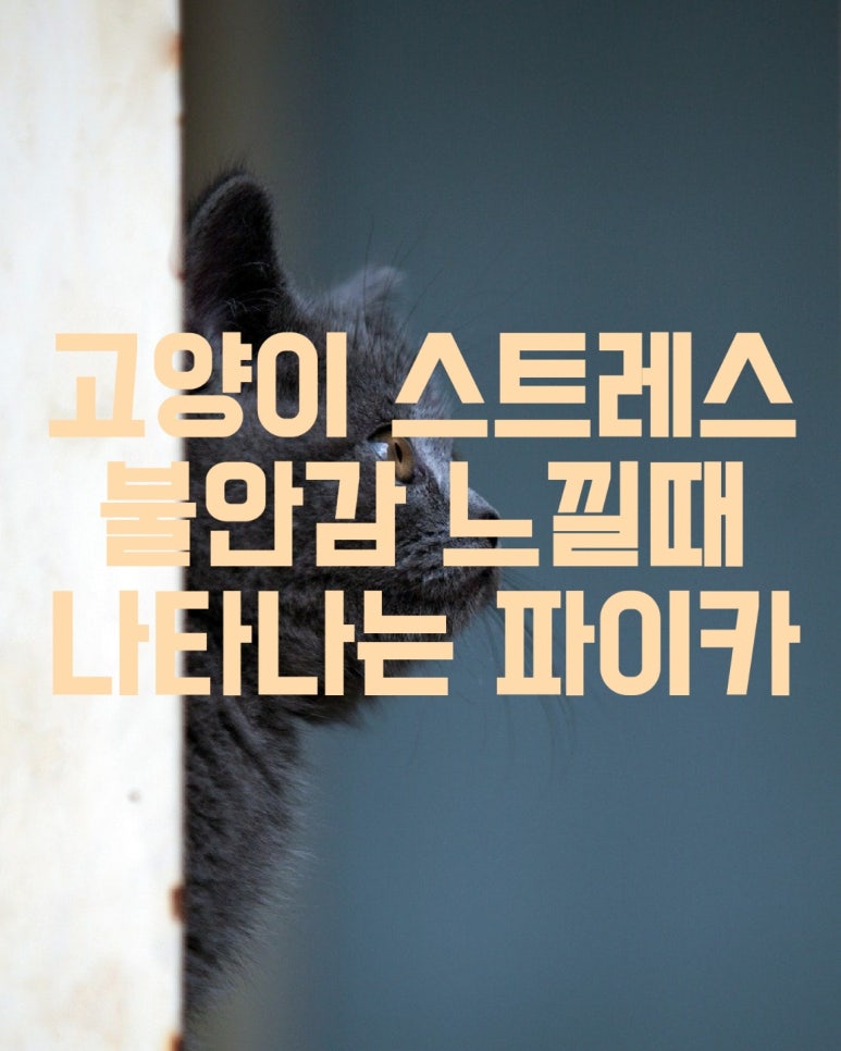 고양이가 스트레스 불안감을 느낄 때 나타나는 파이카