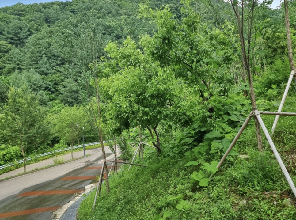 맑은숲 이미지