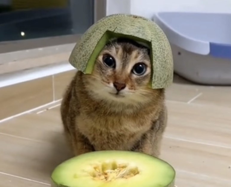 하코부네 이미지