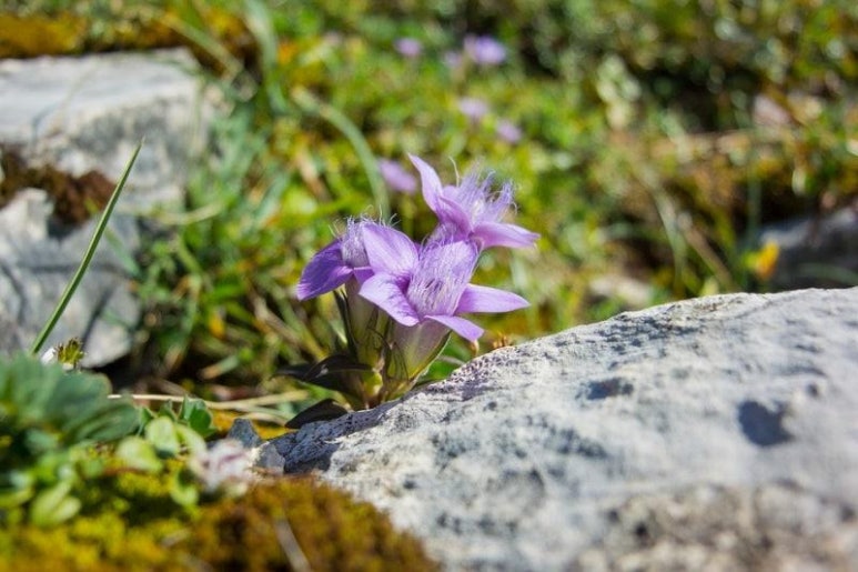 산유화 이미지