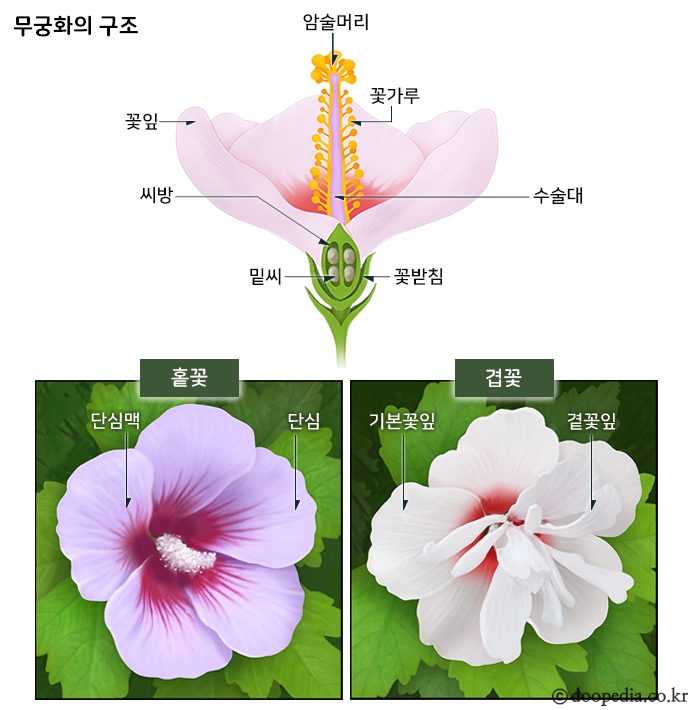 무궁화대교 이미지