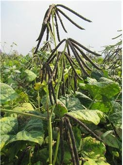 녹두랑 전이랑 이미지