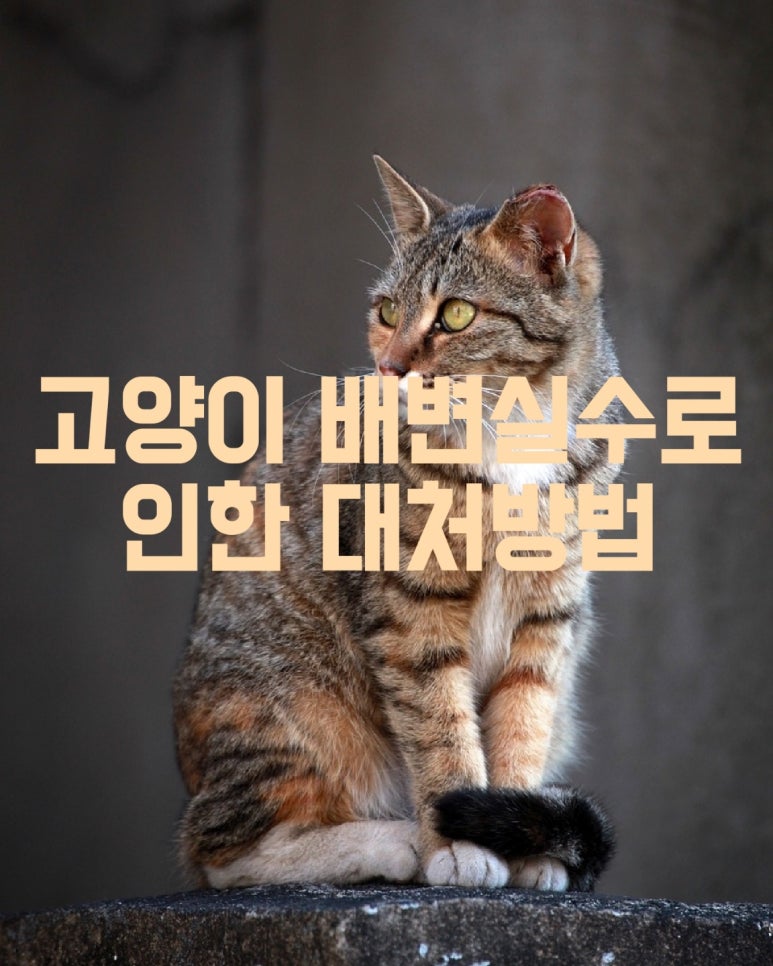 고양이 배변 실수로 인한 대처방법
