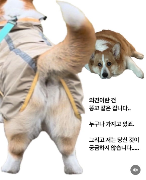 꼬이꼬이 이미지