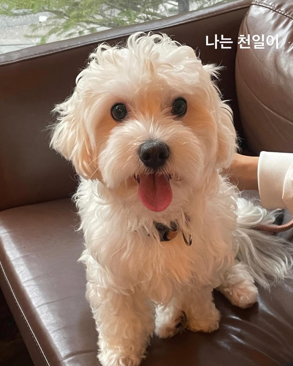 천일쇼파 이미지