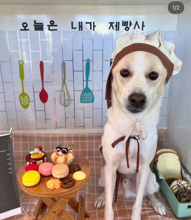랑개 이미지