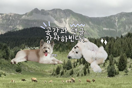 도그라운드 이미지