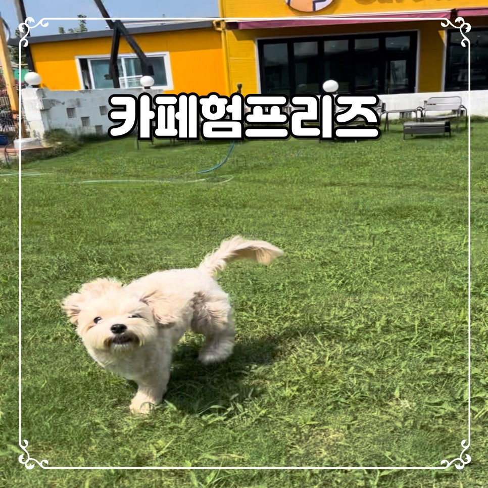 카페험프리즈 이미지