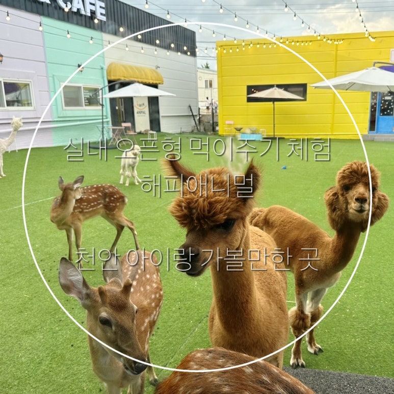 해피애니멀 이미지
