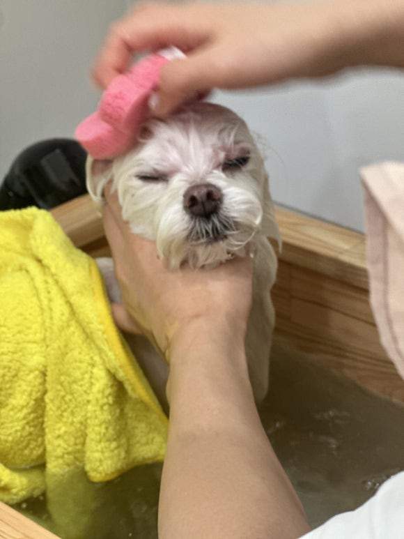 몽쉘댕댕 이미지
