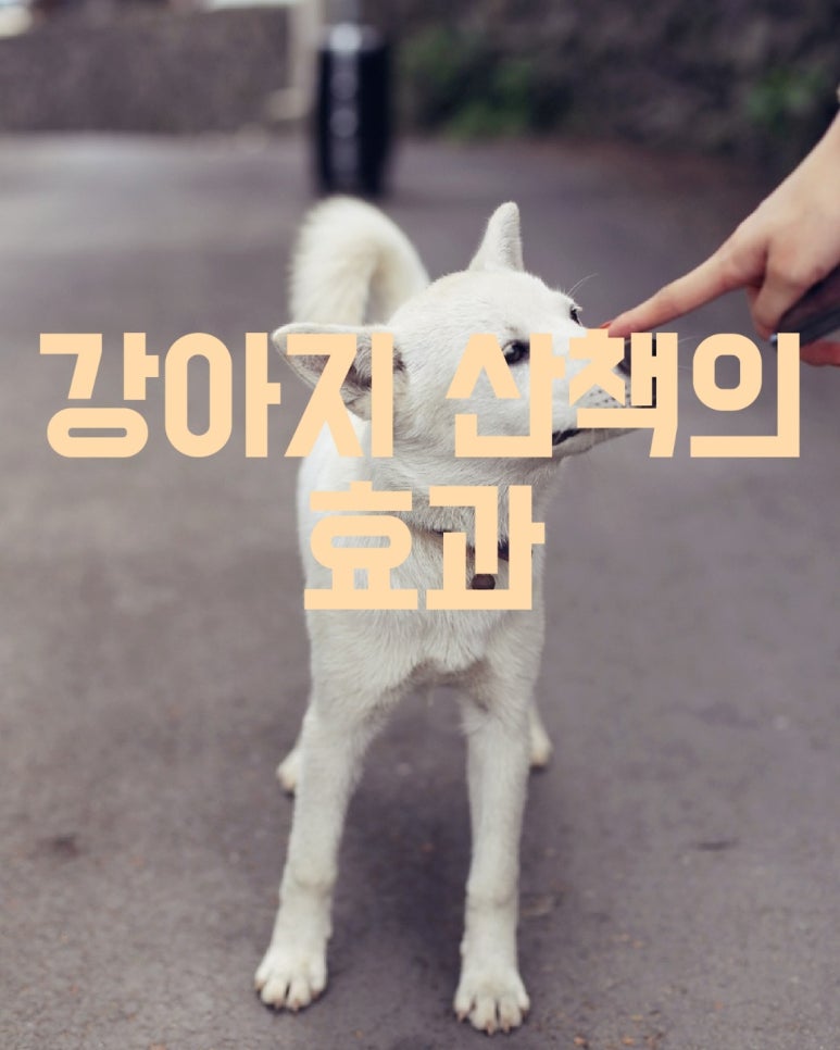 강아지 산책의 효과