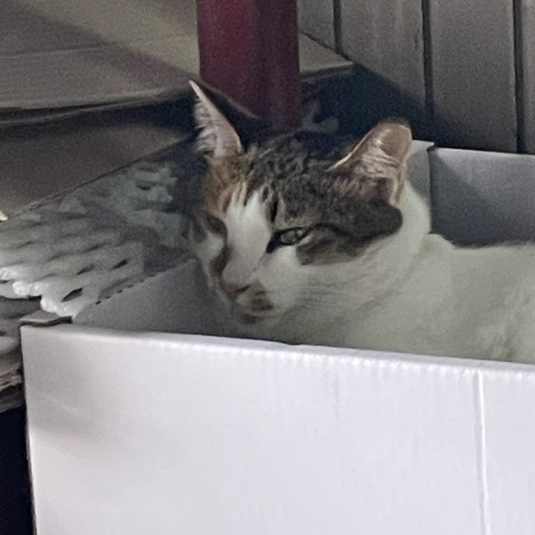 똘이청과 이미지