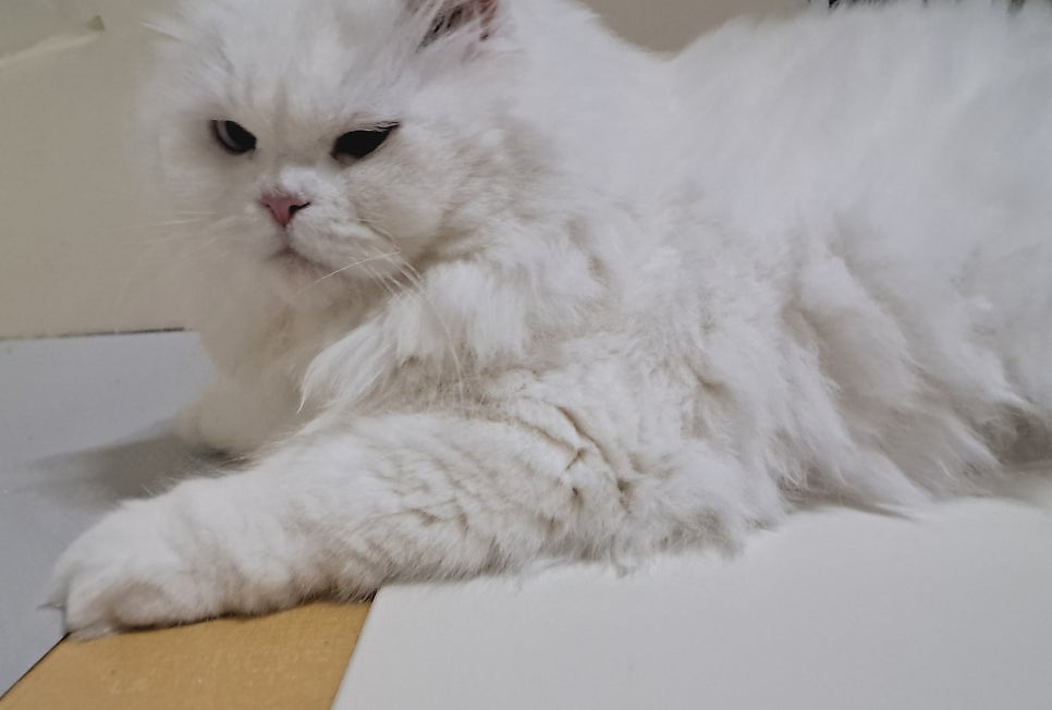 와요 방문탁묘, 강아지 돌봄 비용 및 후기 — 사진 2