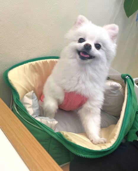 스콘위글 이미지