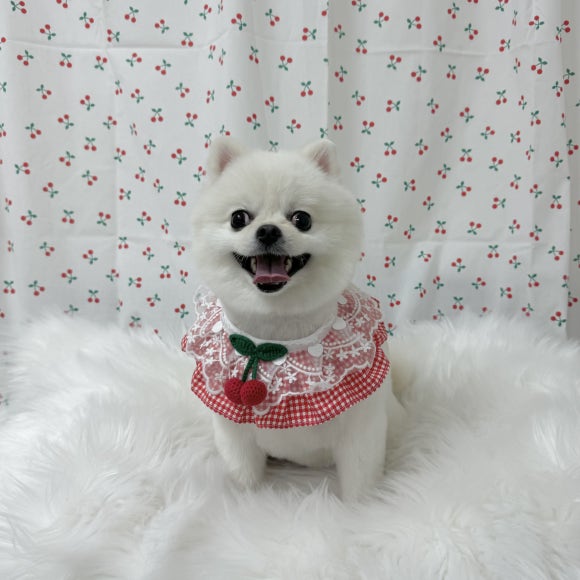 뽀솜이 이미지