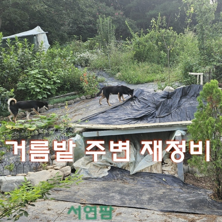 넝쿨에너지 이미지