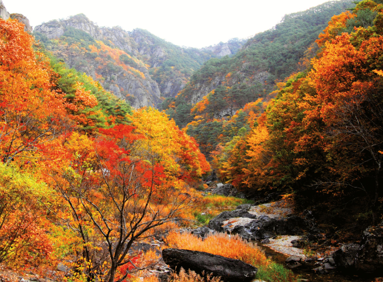 부산출발 국내당일여행 / 국내단풍여행 / 내장산 단풍여행 / 주왕산 단풍, 계룡산 단풍 / 가을 메타쉐콰이어길 / 동학사 ...