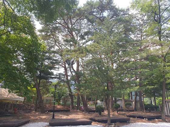 개미들솔향기야영장 이미지