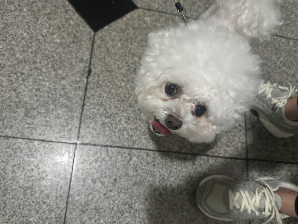 후찌양 이미지
