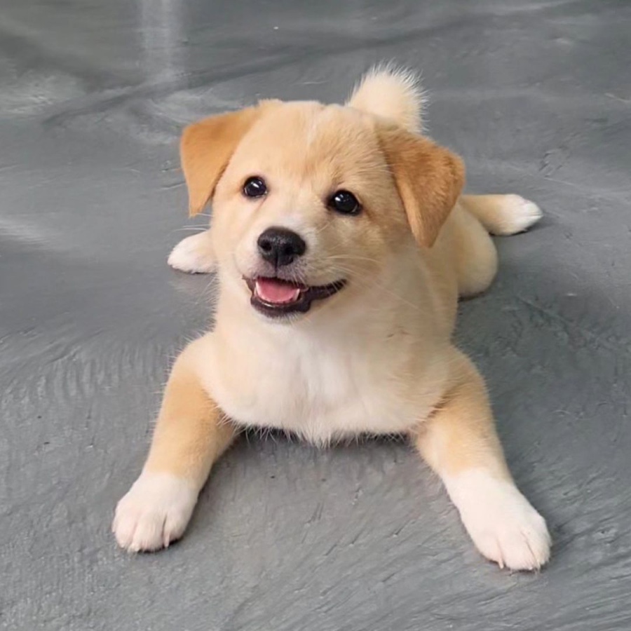 말랑콩떡 이미지