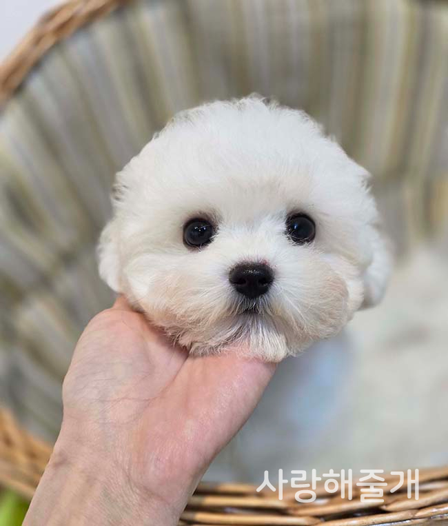 숑가 이미지