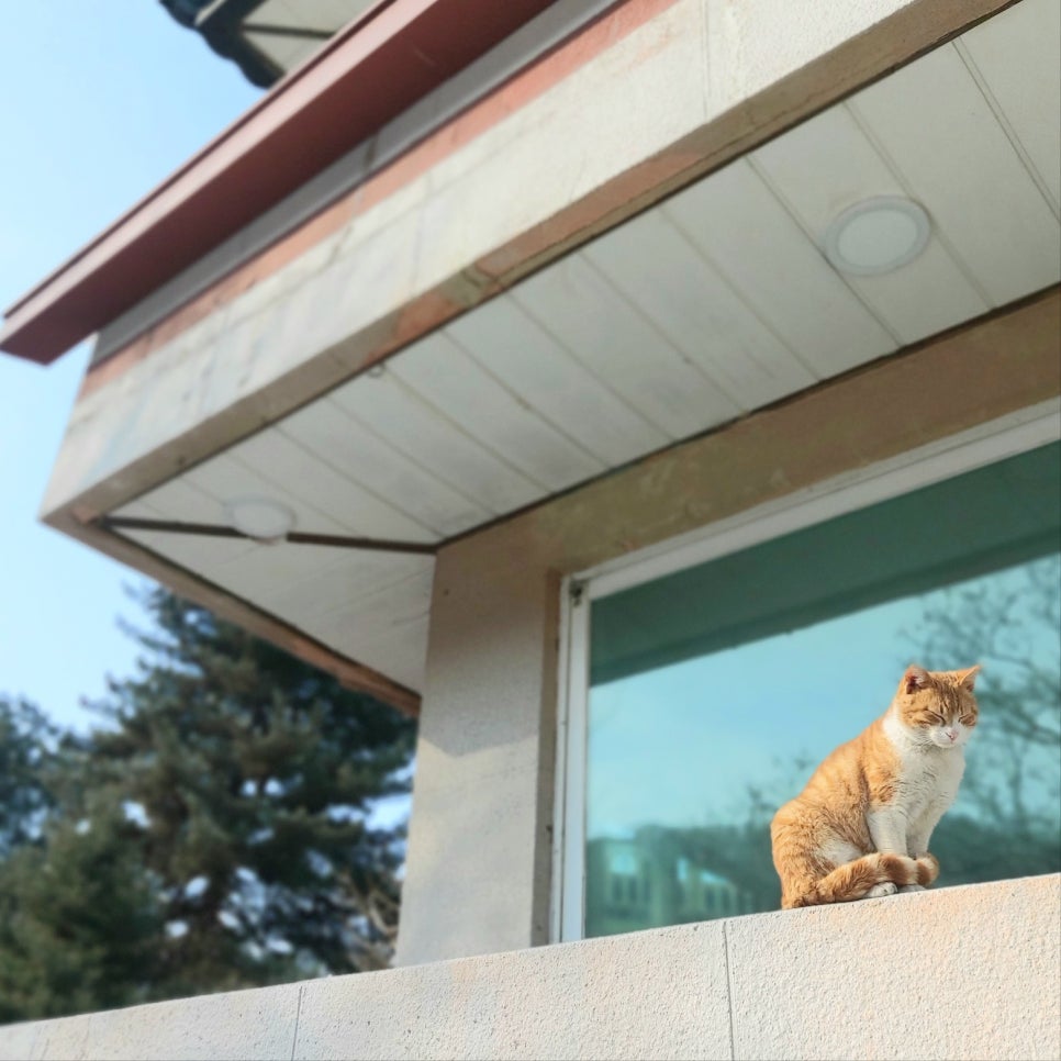 팜5150 이미지