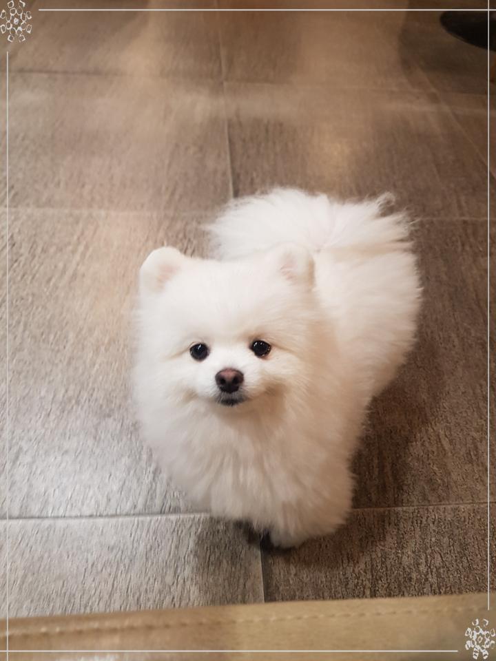 블링독793 이미지
