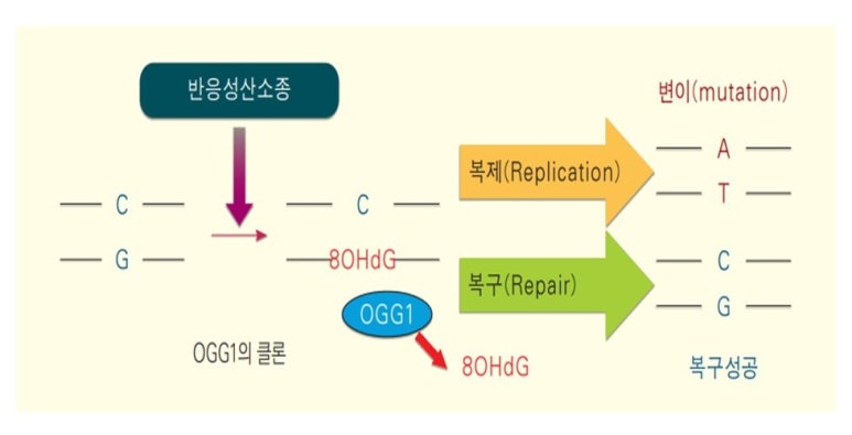 솜복솜복 이미지