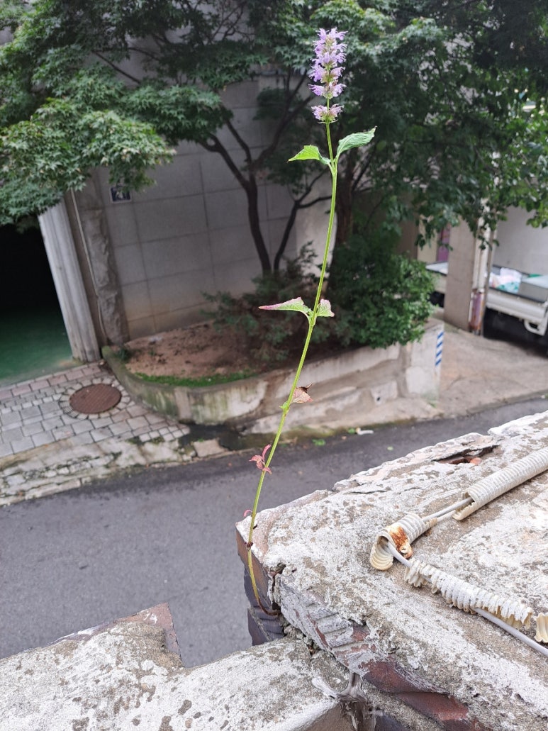 방아마루 이미지