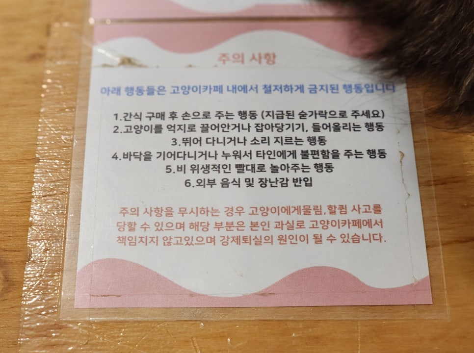 고양이별캣카페 이미지