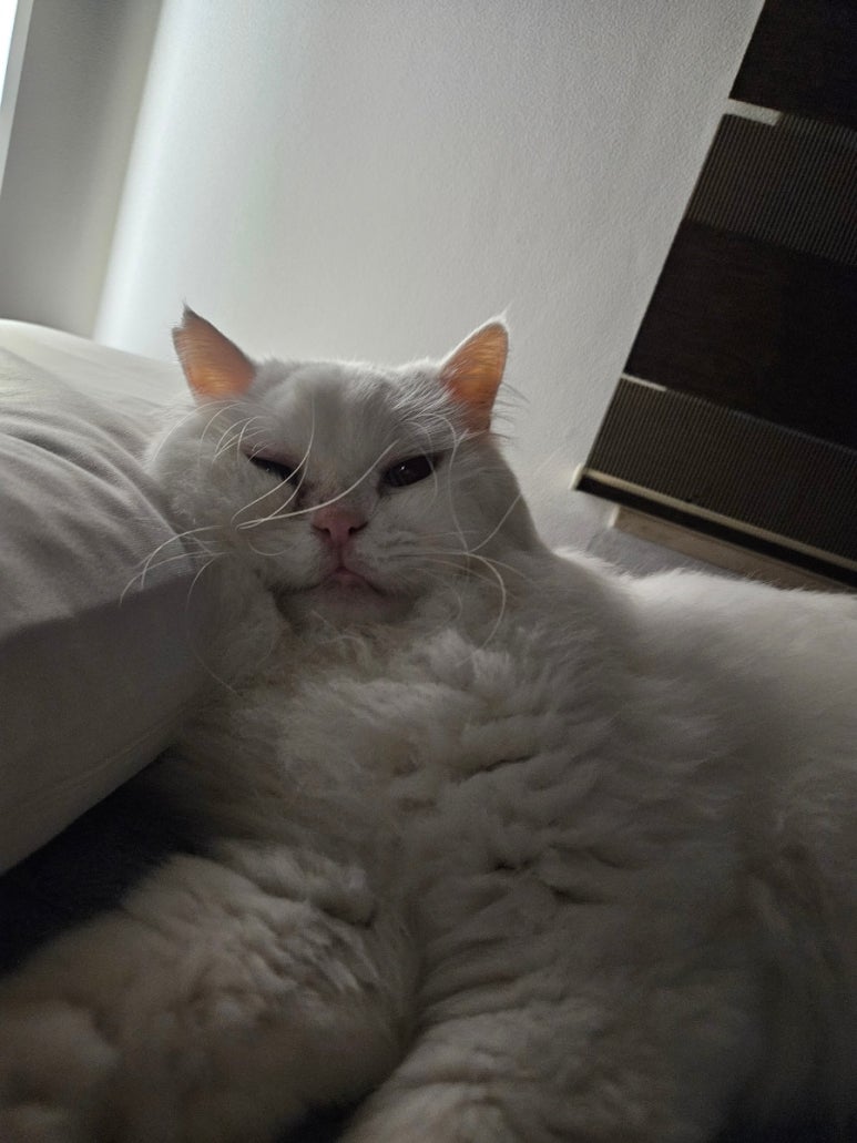 서양점장이 이미지
