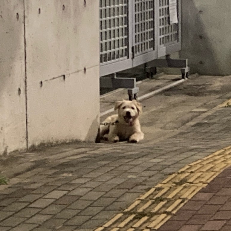 넙디빈대떡 이미지