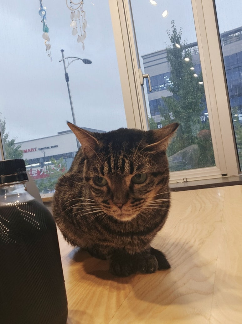 캣츠앤미 이미지