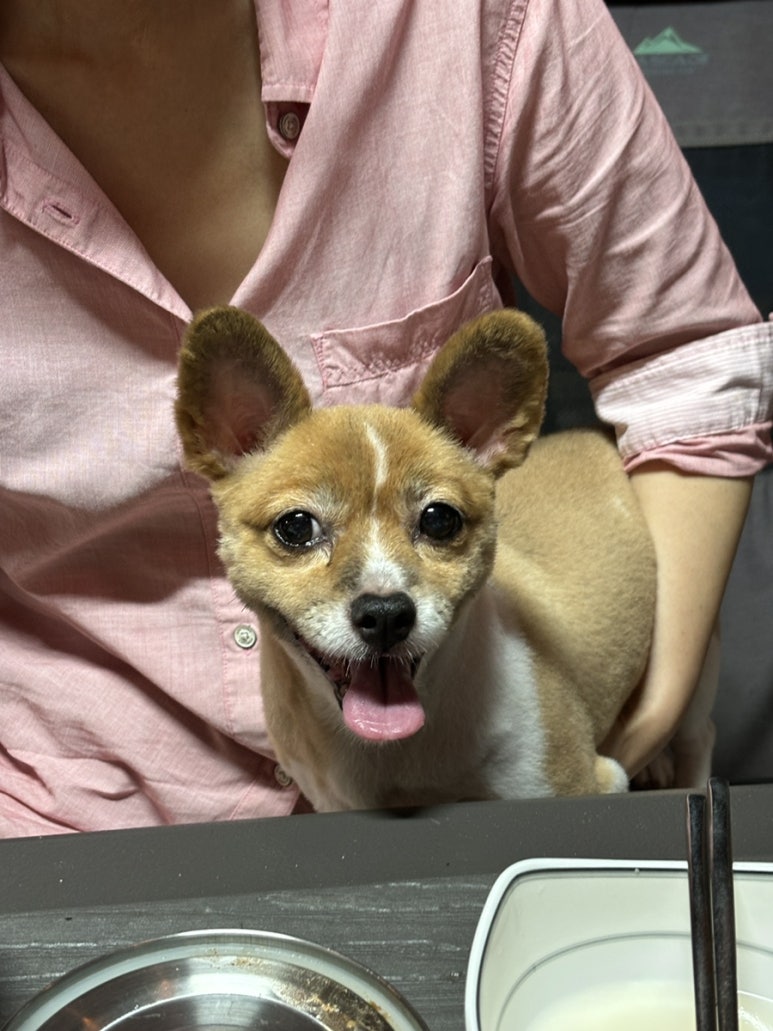 안녕하새우 이미지