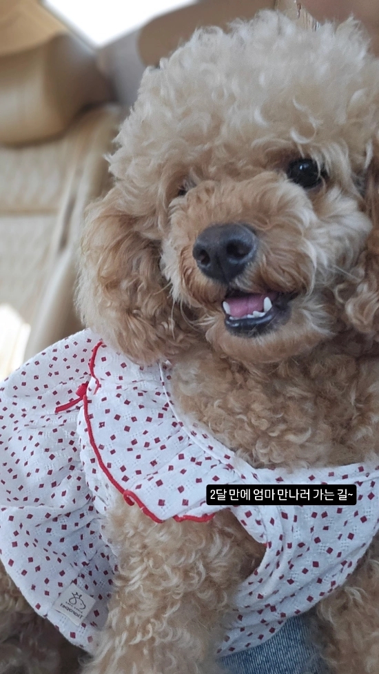 성꼬미 이미지