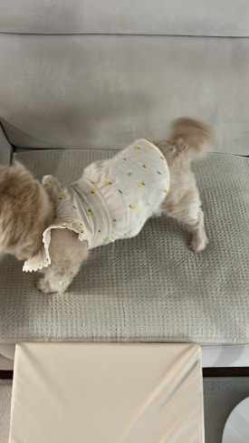 네일온제 이미지