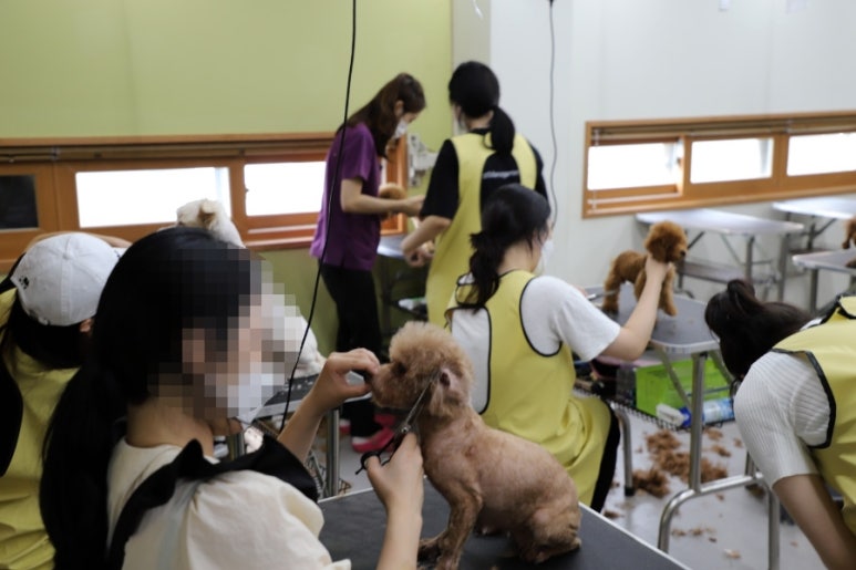 바닐라애견미용학원 이미지
