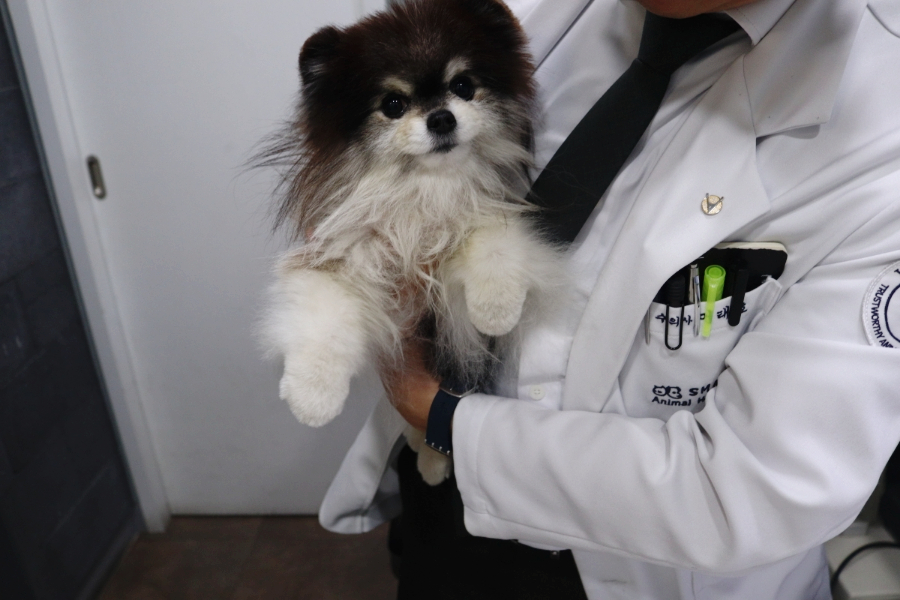 강아지 심장초음파 검사, 스마트동물병원 정밀 진단 비용 — 사진 13