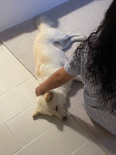 사라보카 이미지