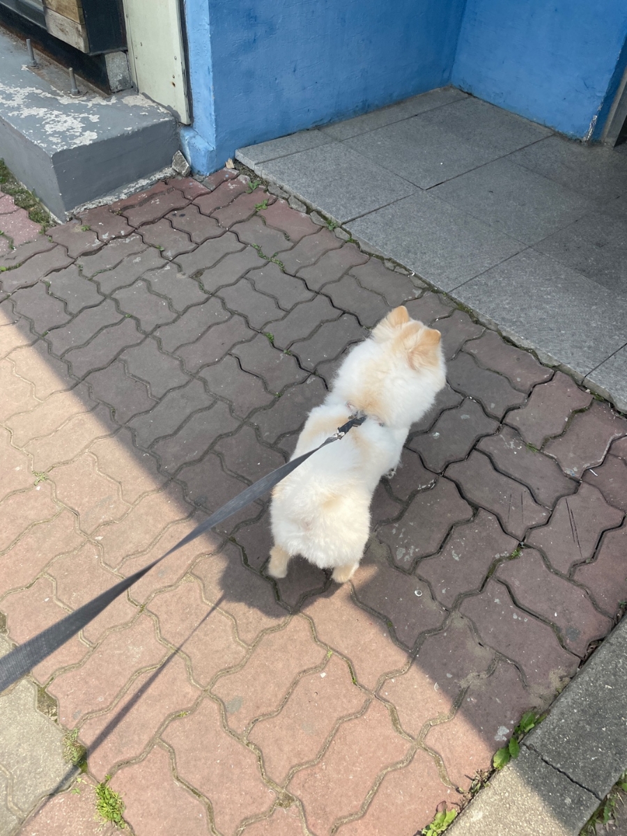 인천 부평 애견미용 아콩하우스, 깔끔한 컷트 후기 — 사진 2