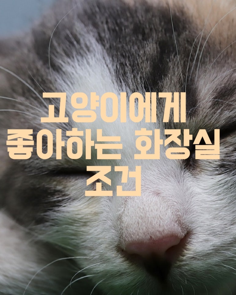 고양이에게 좋아하는 화장실의 조건