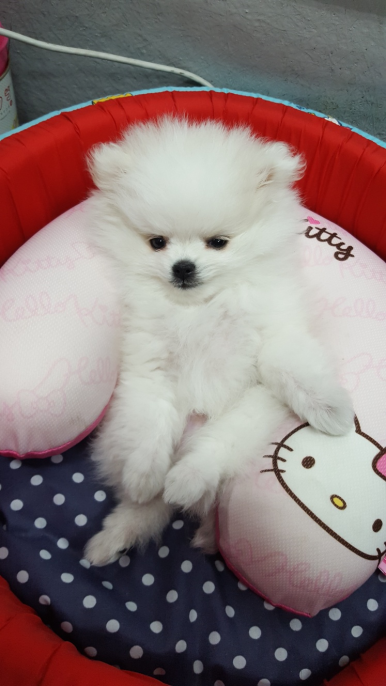 몽이냥이 이미지