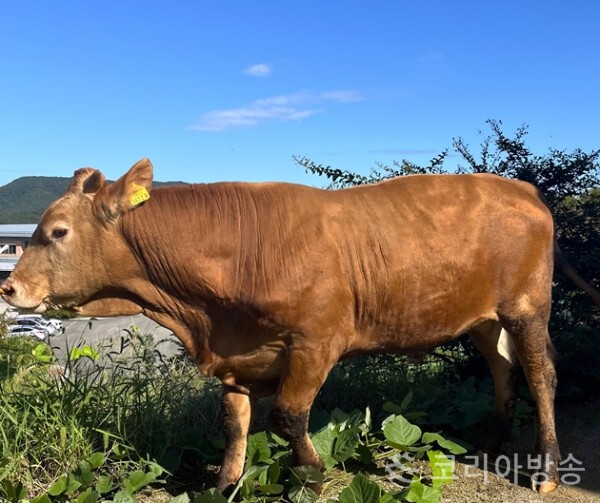한우축산 이미지