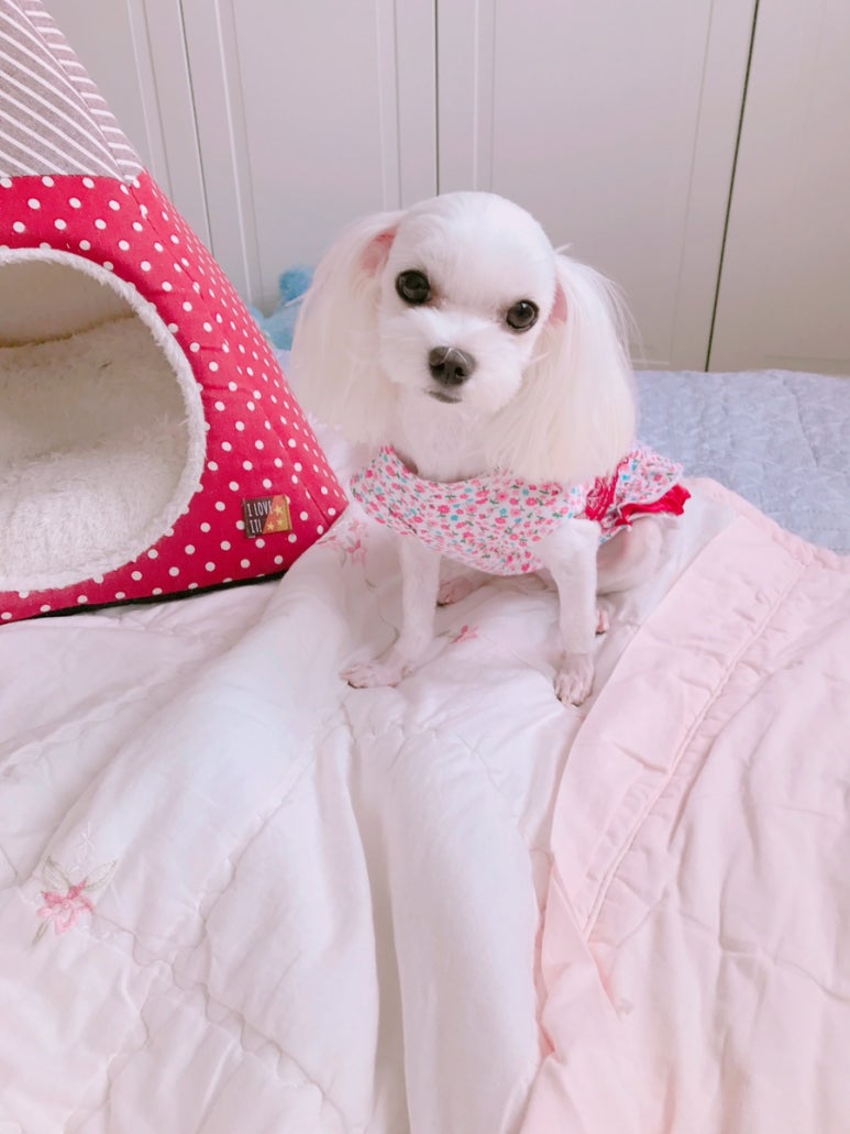 꽁이옷장 이미지