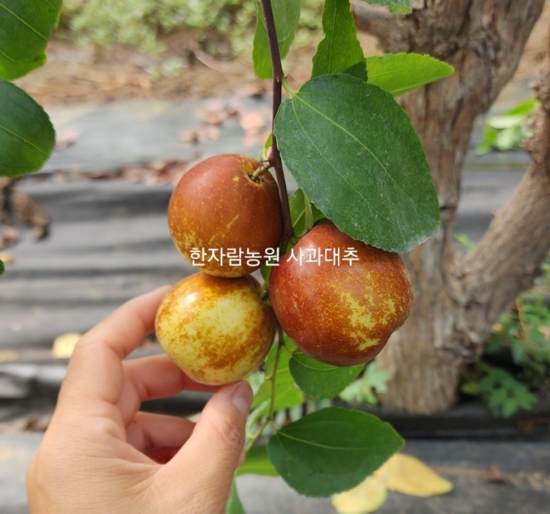 하늘아삭(주) 이미지